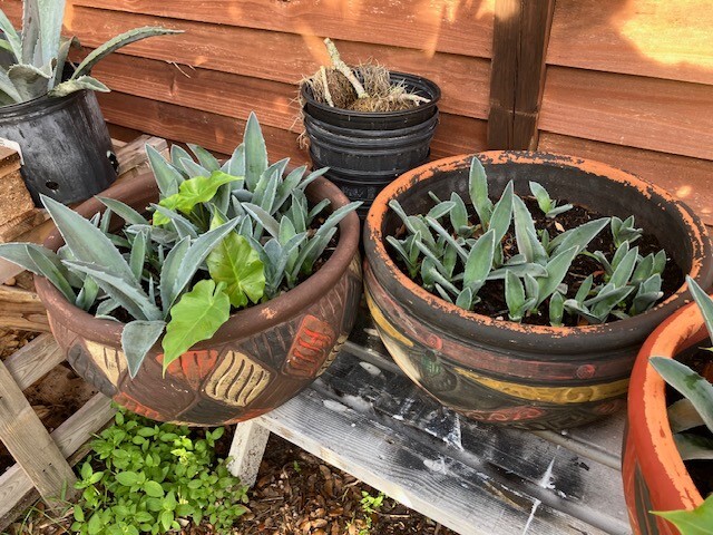 American Blue Agave Pups (Century Plant)
