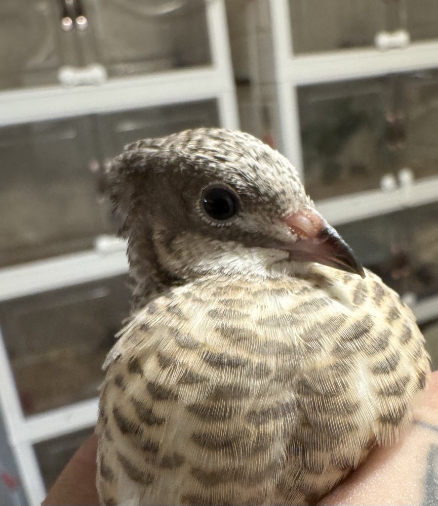 40 Button Quail Hatching Eggs Multiple Colors
