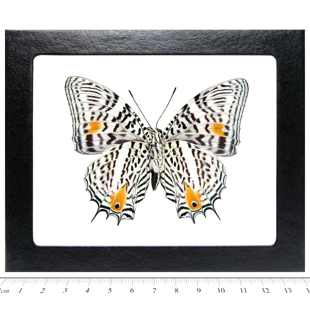 Baeotus amazonicus VERSO white black gold butterfly Peru FRAMED