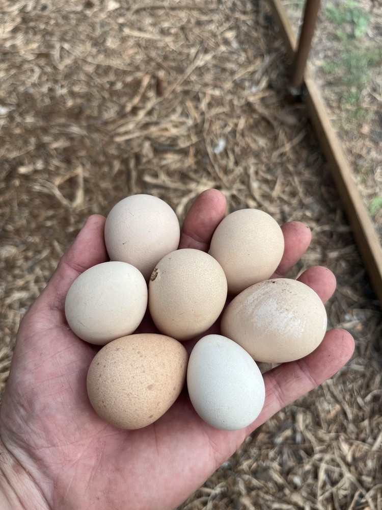 12 + Extra Guinea Fowl Hatching Eggs