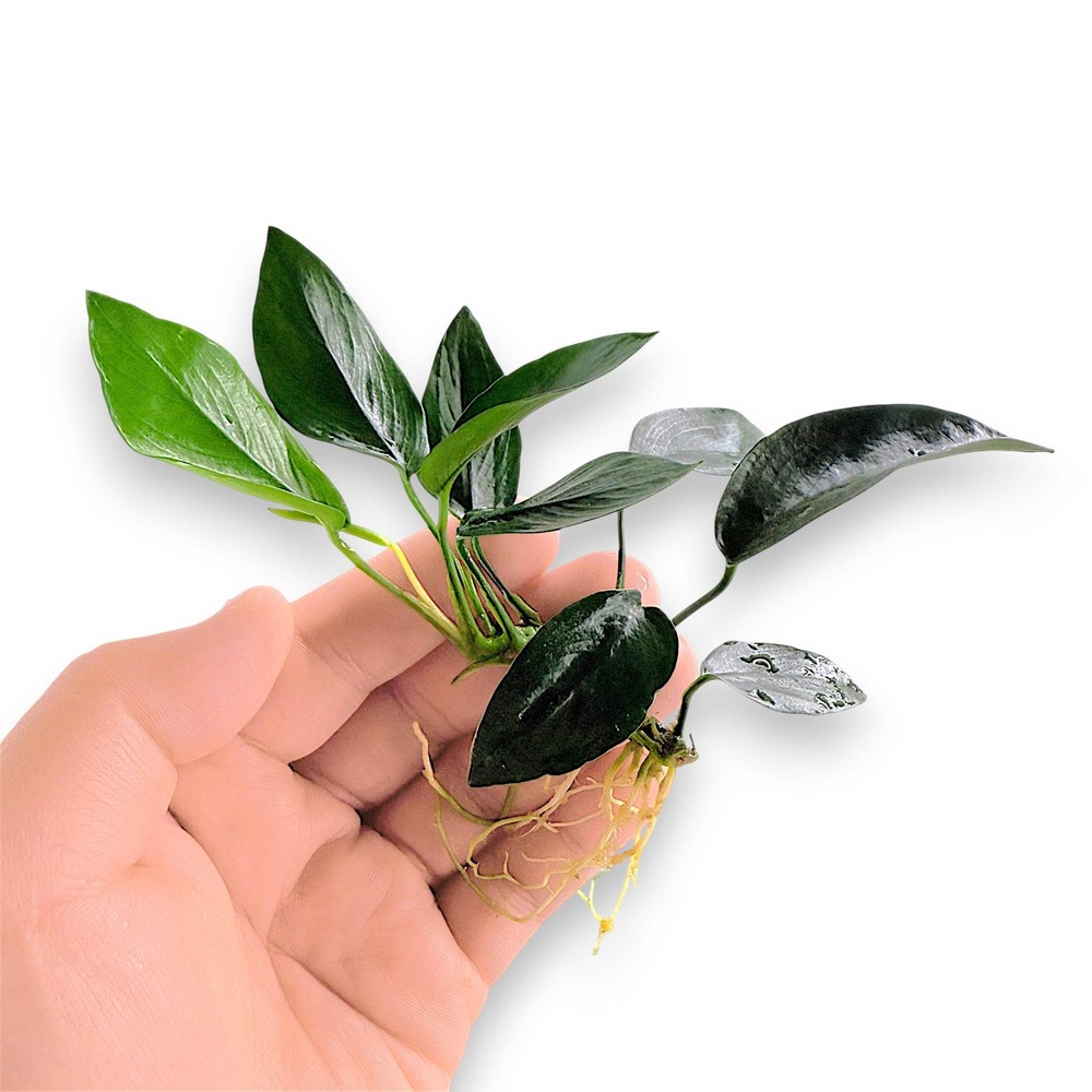 Anubias Peacock | Bulk Pack