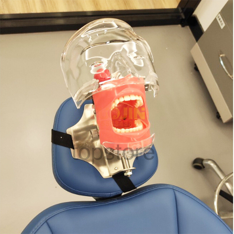Dental Simulator Mannequin Head Teeth Model Bench-Mounted for Dental Training