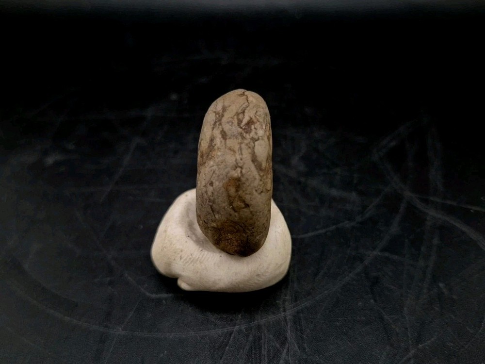 Real Fossil Dinosaur Egg Embro Permineralized Uv Reactive Raptor