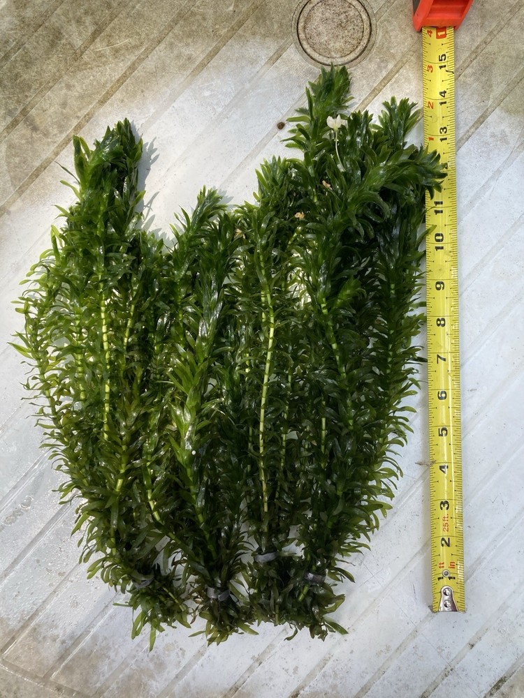 Anacharis Elodea