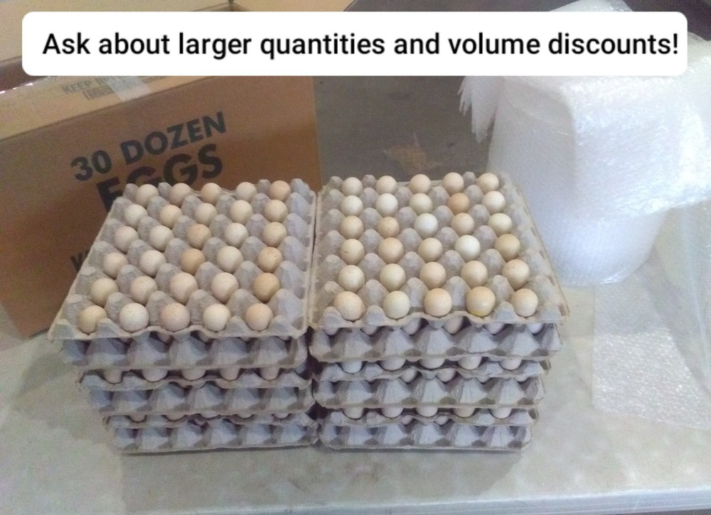 57+ Fertile Chukar Partridge Hatching Eggs