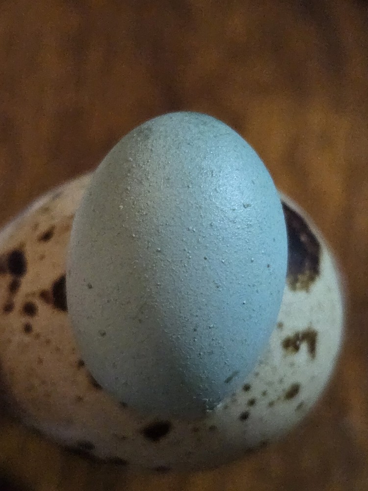 12+ Celadon Blue Coturnix Quail Hatching Eggs - 100% True Blue