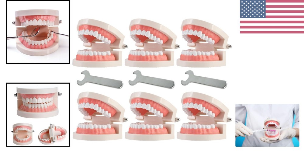 Interactive Teaching Tool: 1:1 Life Size Fake Teeth Model for Dental Classes