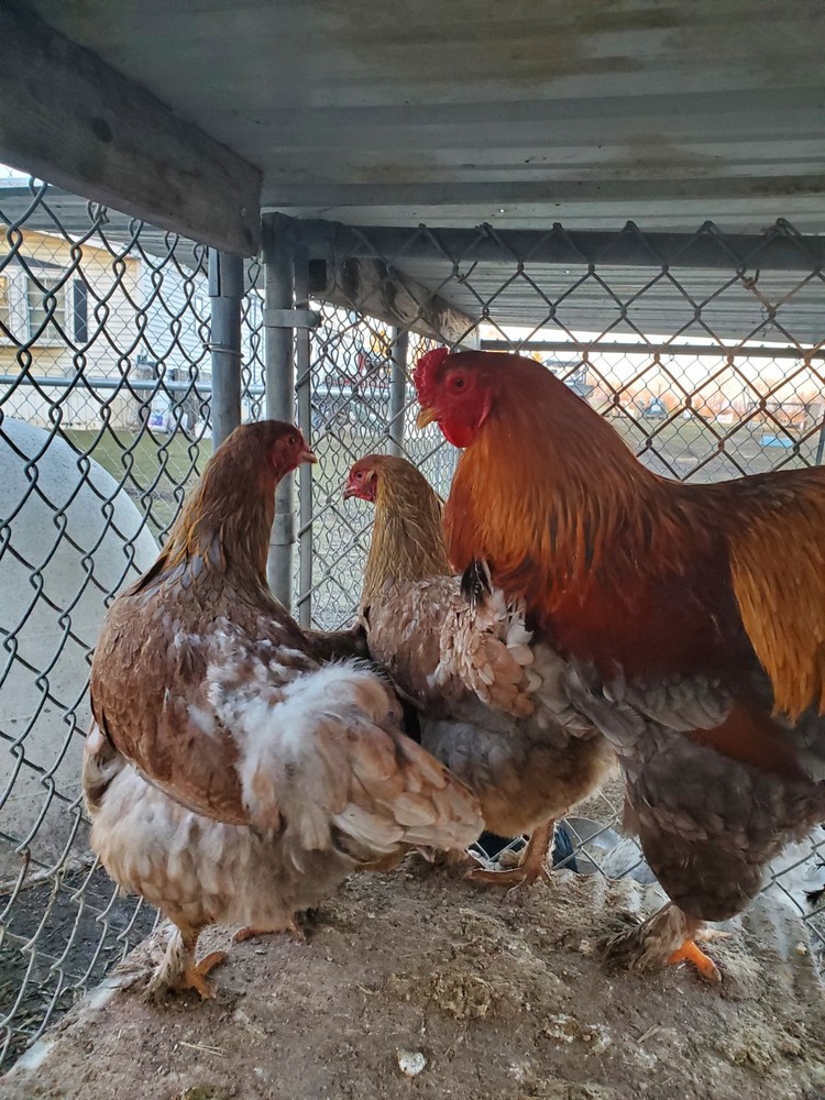 Blue Partridge Brahma Hatching Eggs 8+