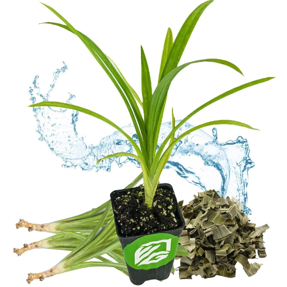 Pandan - Pandanus amaryllifolius