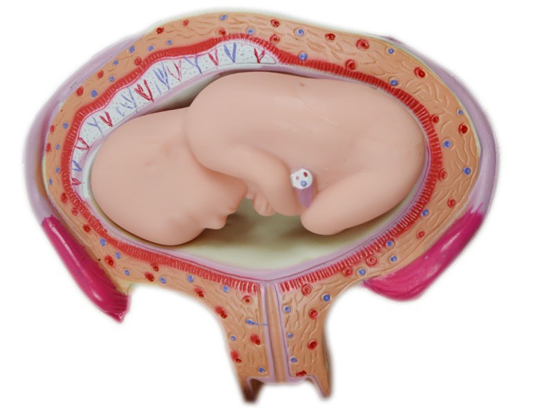 8pcs Fetal Growth Development Process Model Pregnancy Embryology Teaching PVC