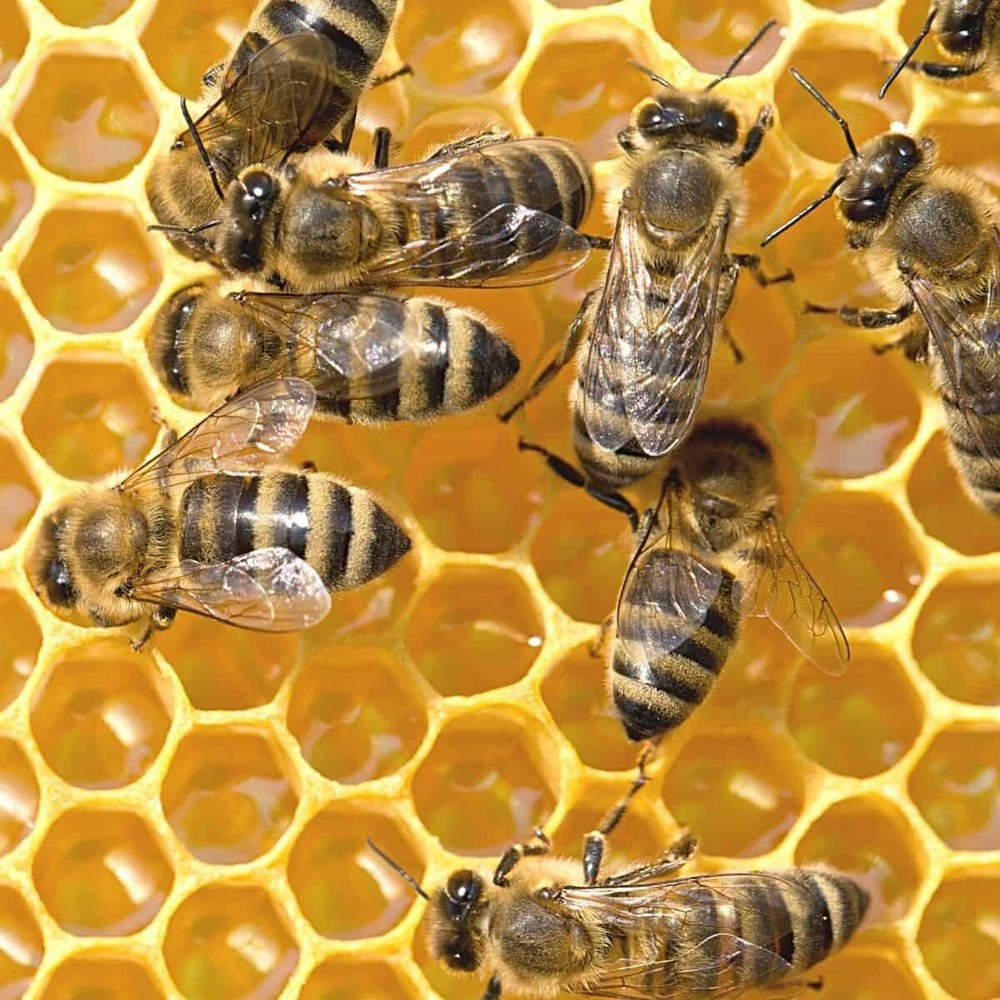 Beekeeping Beehive Frame, Wired Beeswax Foundation, Deep Assembled Amish Made