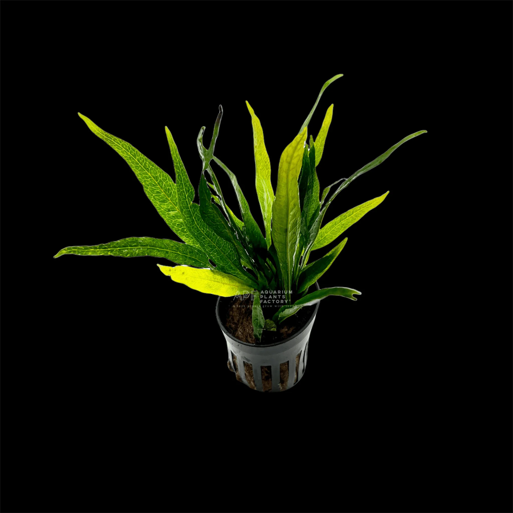 Java Fern Black Forest | Aquarium Plants Factory®