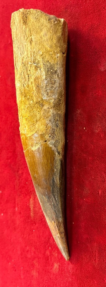 Authentic 5 1/2” Spinosaurus Tooth Fossil