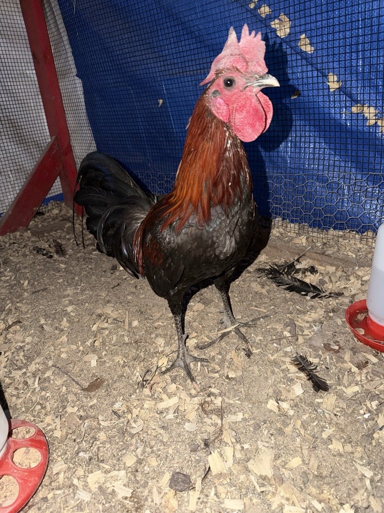 Melsim fowl hatching eggs