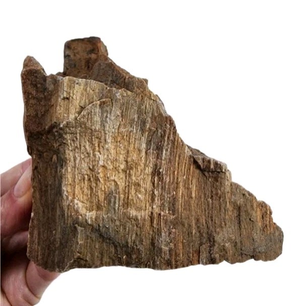 Petrified Wood Rough 1lb.
