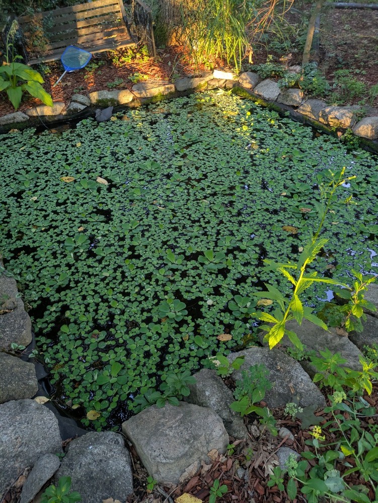 Water Lettuce Koi Pond