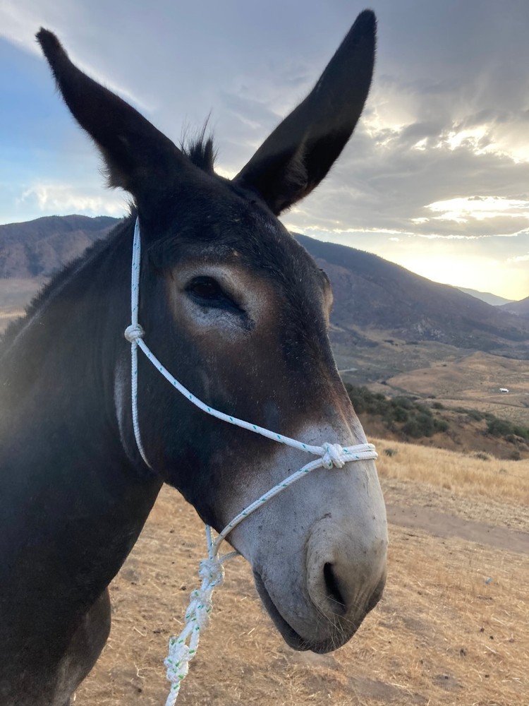 Mule/Donkey Adjustable Rope Halter & 8ft Lead