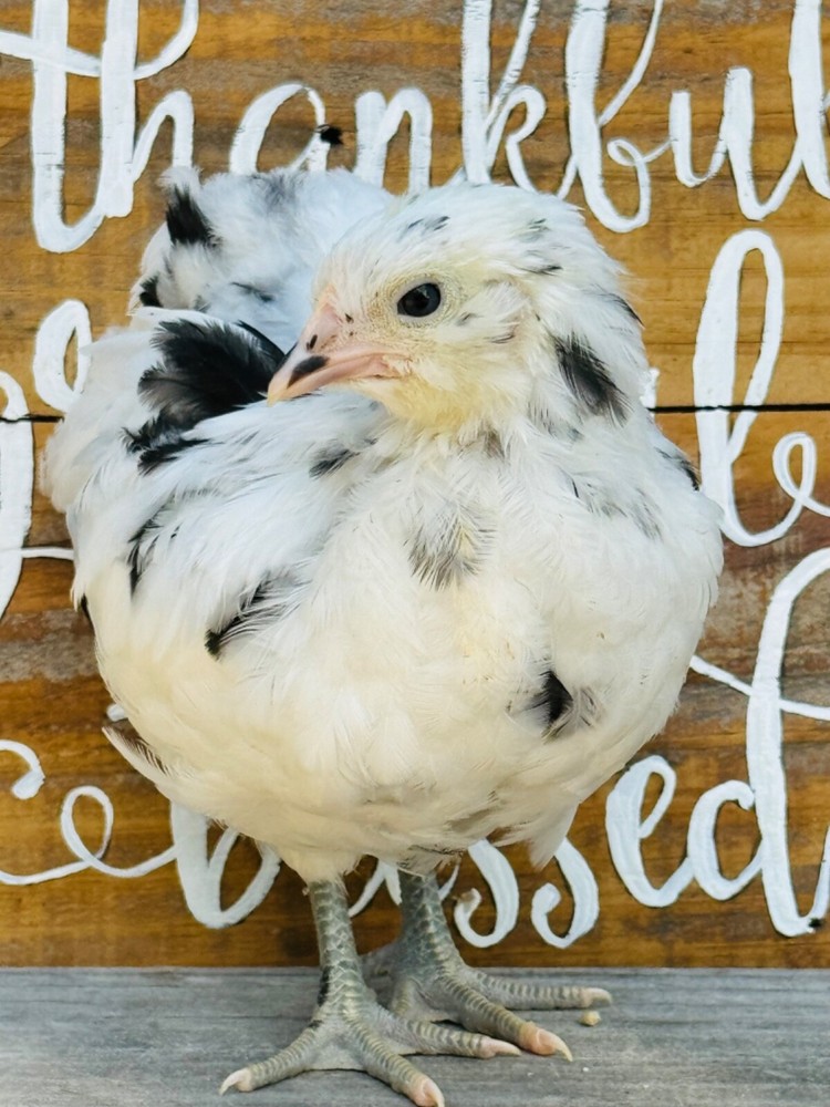 8 Ermine Ameracana Hatching Eggs beautiful blue eggs