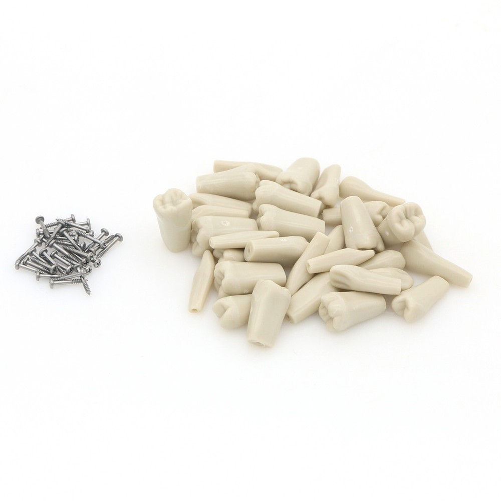 US Dental 32pcs Replacement Teeth fits Columbia Dentoform 860 Type Teeth Model