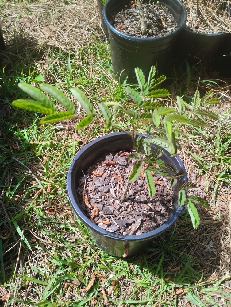 Mimosa Tree, 1 Gallon Pot.