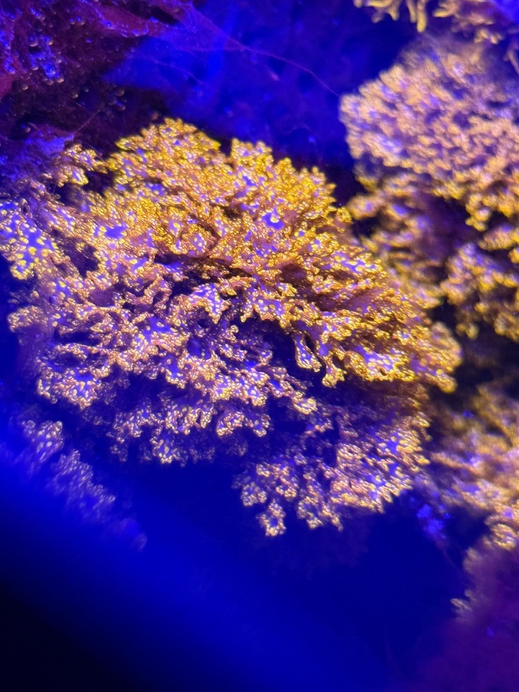 Atomic Broccoli Macroalgae - 1” Ball
