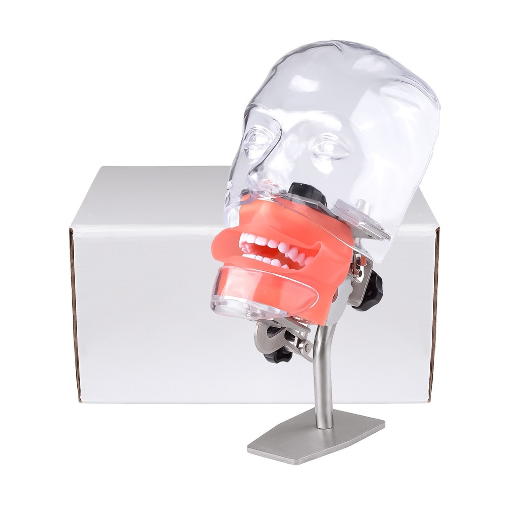 Desktop Dental Manual Manikin Simulator Phantom Head Model for Training Practice