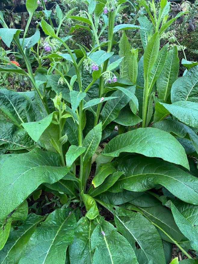 Comfrey live root ready to plant drought resistant