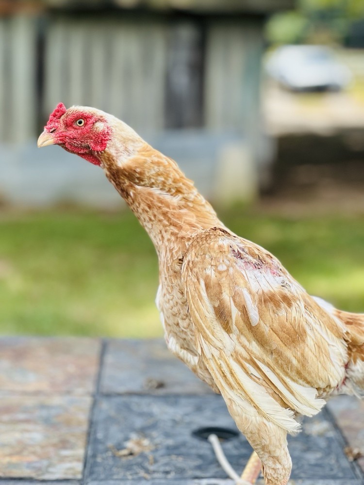 Thai Chicken Hatching eggs