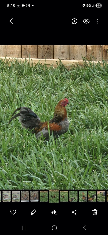 Fertile Bantam Mystery Hatch 12 eggs