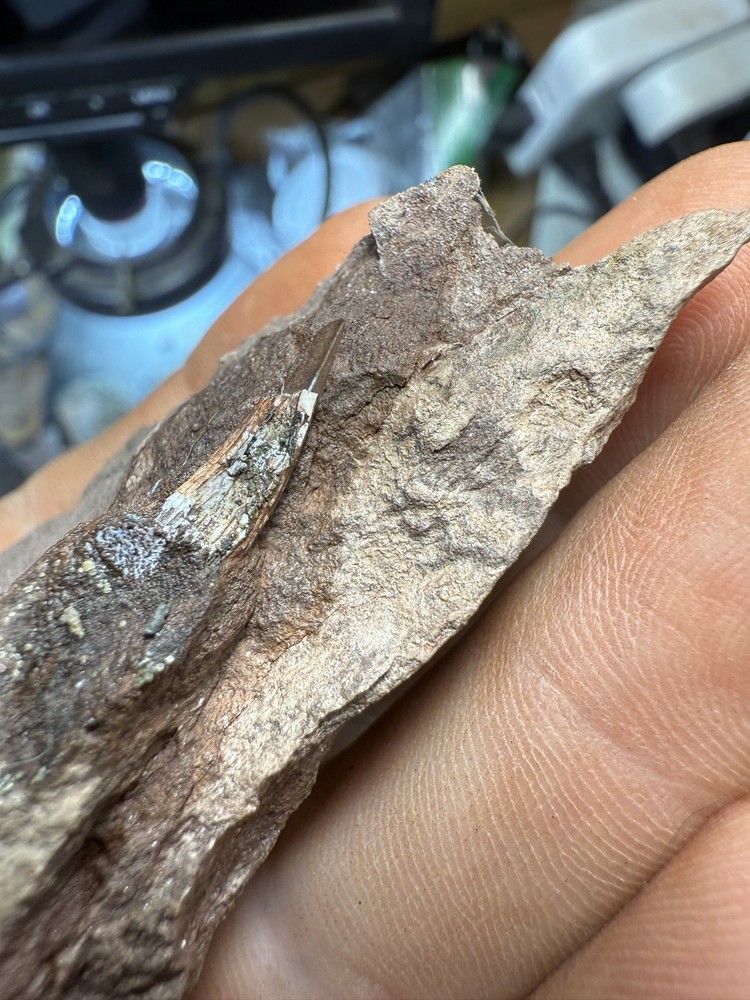 Fossil Devonian Fish Tooth