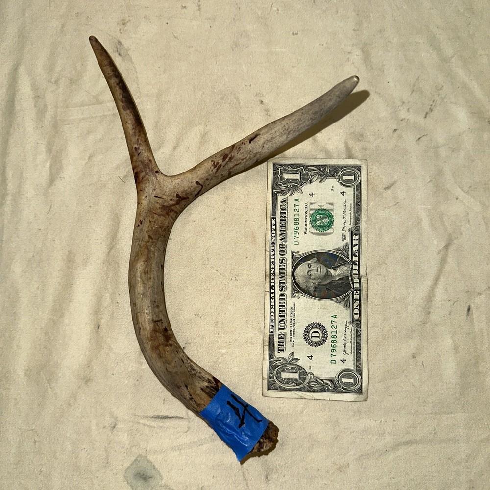 Single Whitetail Deer Antler Shed ~ 3 Points