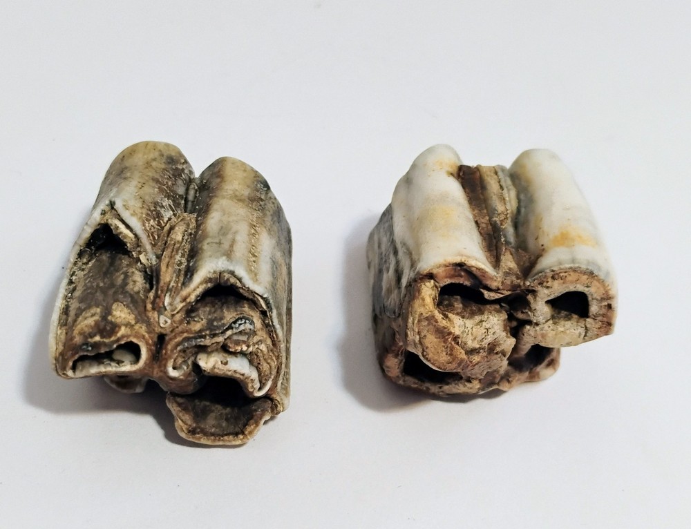 6 Petrified Fossil Bones