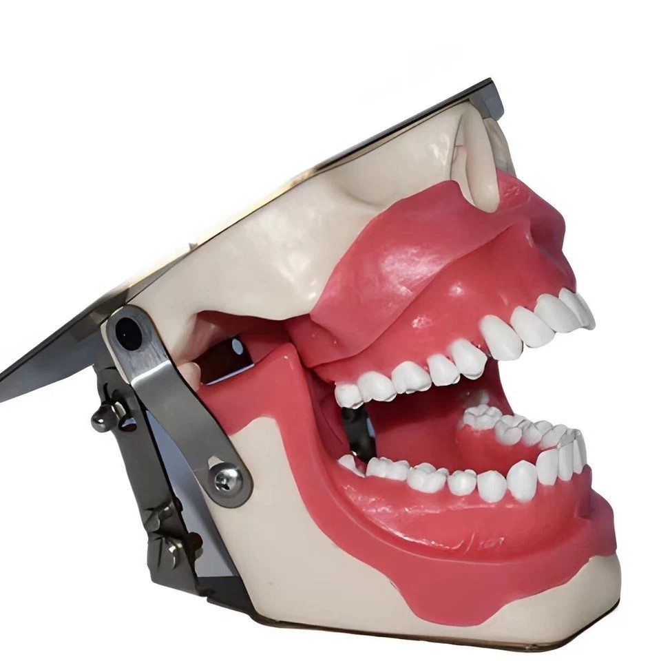 Dental Anesthesia Tooth Extraction/Removal Practice Model Dentist Training Gum