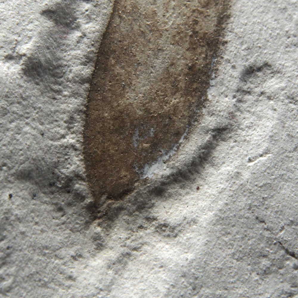 LEAF FOSSIL - Miocene - Erdobenye - HUNGARY AS44