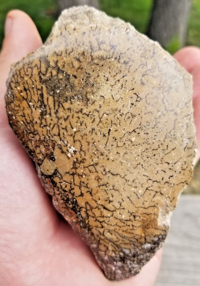 Agatized Dinosaur Gem Bone Natural Multicolor Cell Polished 537g Specimen Displa