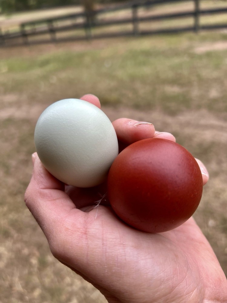 🚨SALE🚨Rainbow Hatching Eggs ! Create a Flock That Will Lay Color!🌈