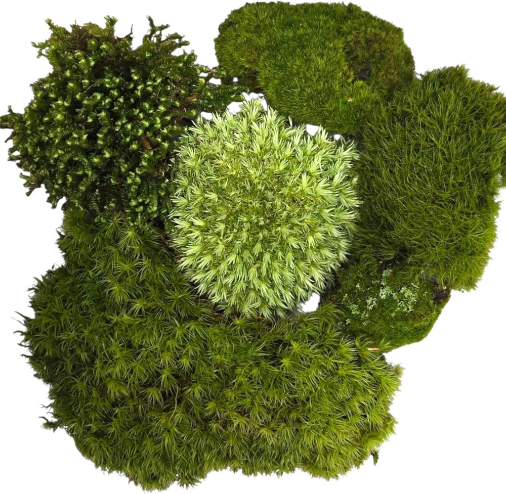 Live Terrarium Moss Assortment