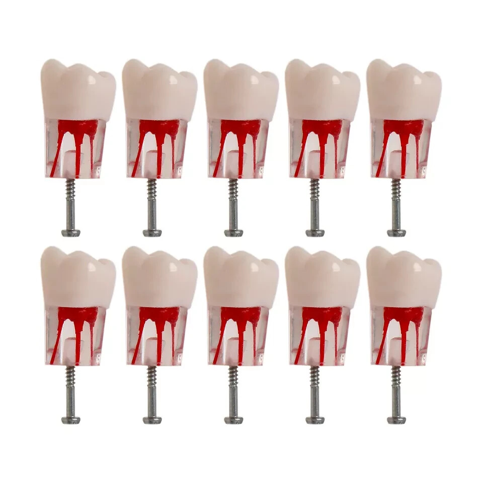 10Pcs Dental Root Canal Practice Teeth Model for Pulp Study RCT Endo File 16#