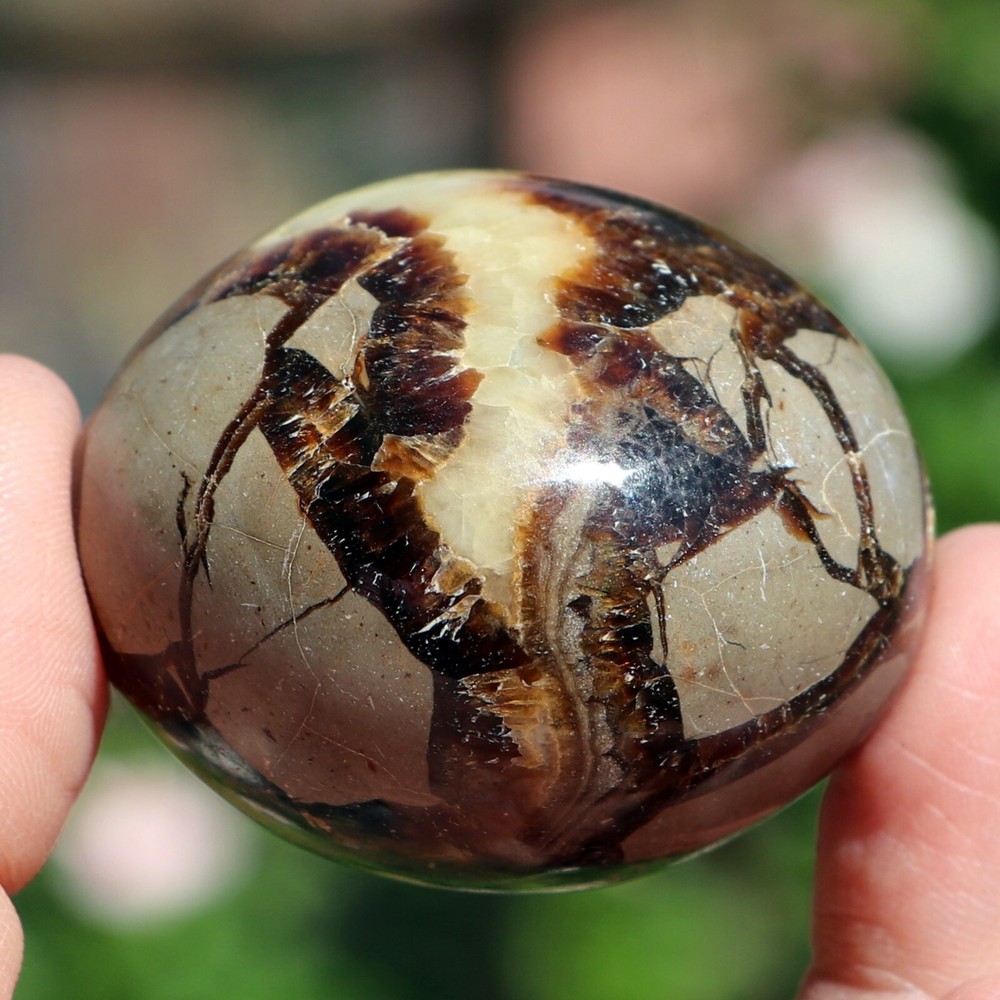 Polished Septarian Nodule (SEP43)