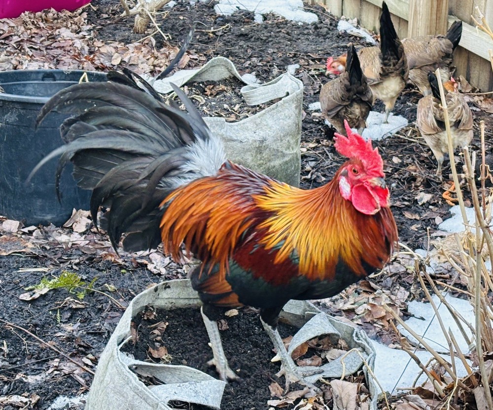 Jungle Fowl 6 + 1 hatching eggs..
