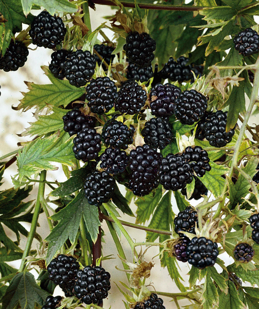 3 Natchez Thornless Blackberry - Rubus - Starter Plug