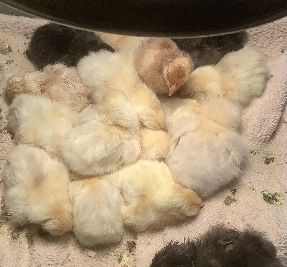 12+ Isabel AMERAUCANA PUREBRED Eggs
