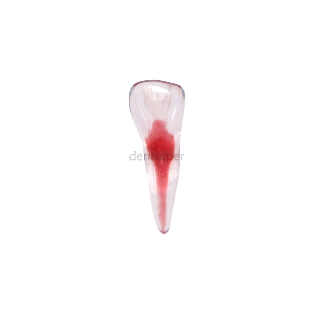 12 Sizes Dental 3D Curved Root Teeth Model RCT Endo Practice Training Tooth Mode