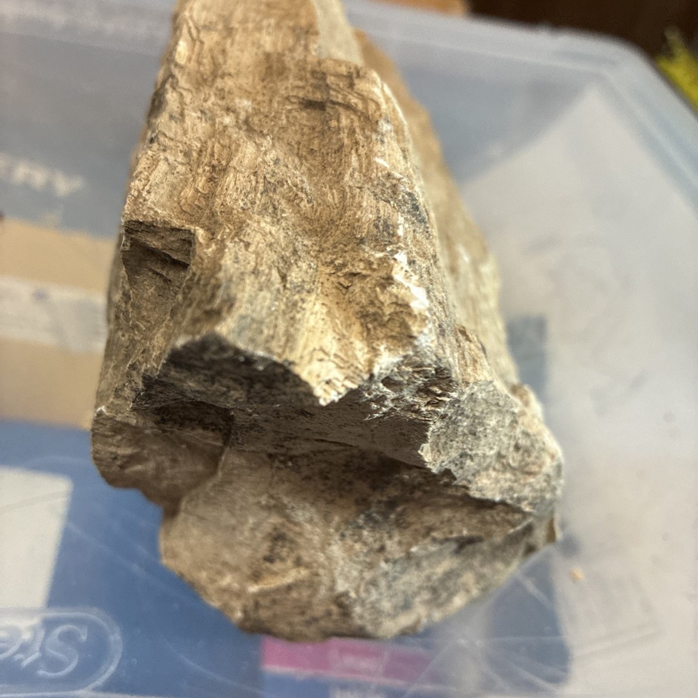 petrified wood rough