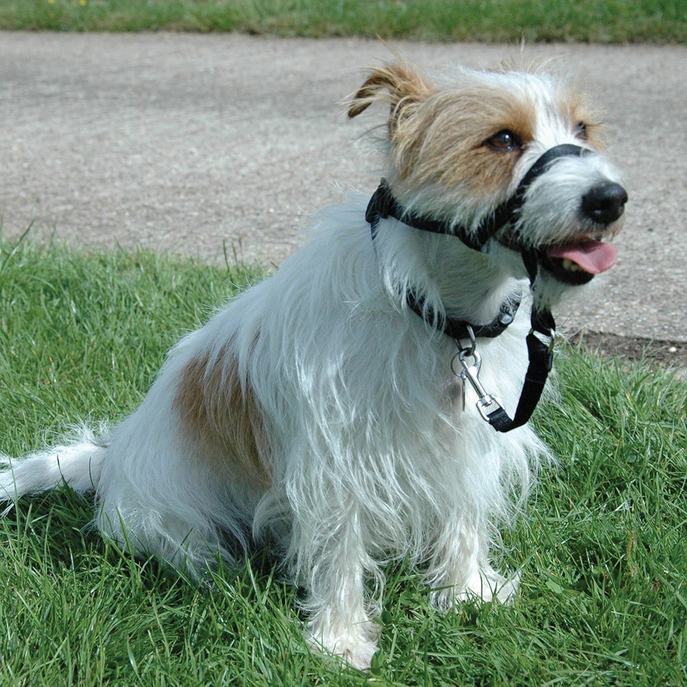 GENUINE HALTI DOG Head Collar NO PULL Slip Training HeadCollar STOP PULLING NEW!
