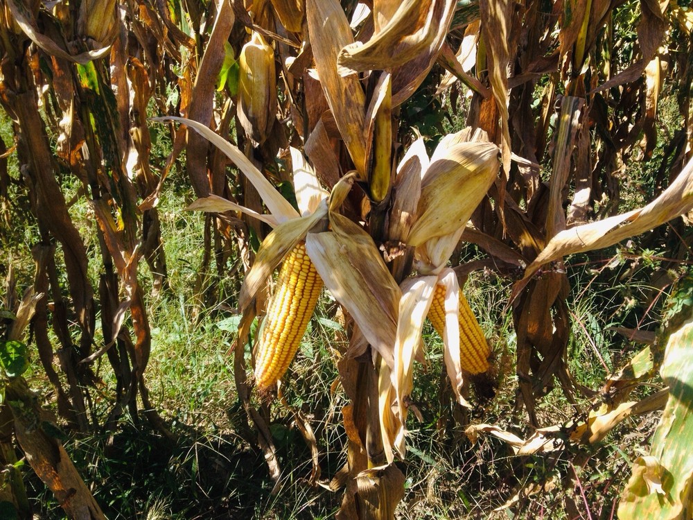 Premium Feed Corn Wildlife Arts & Crafts 20 Lbs