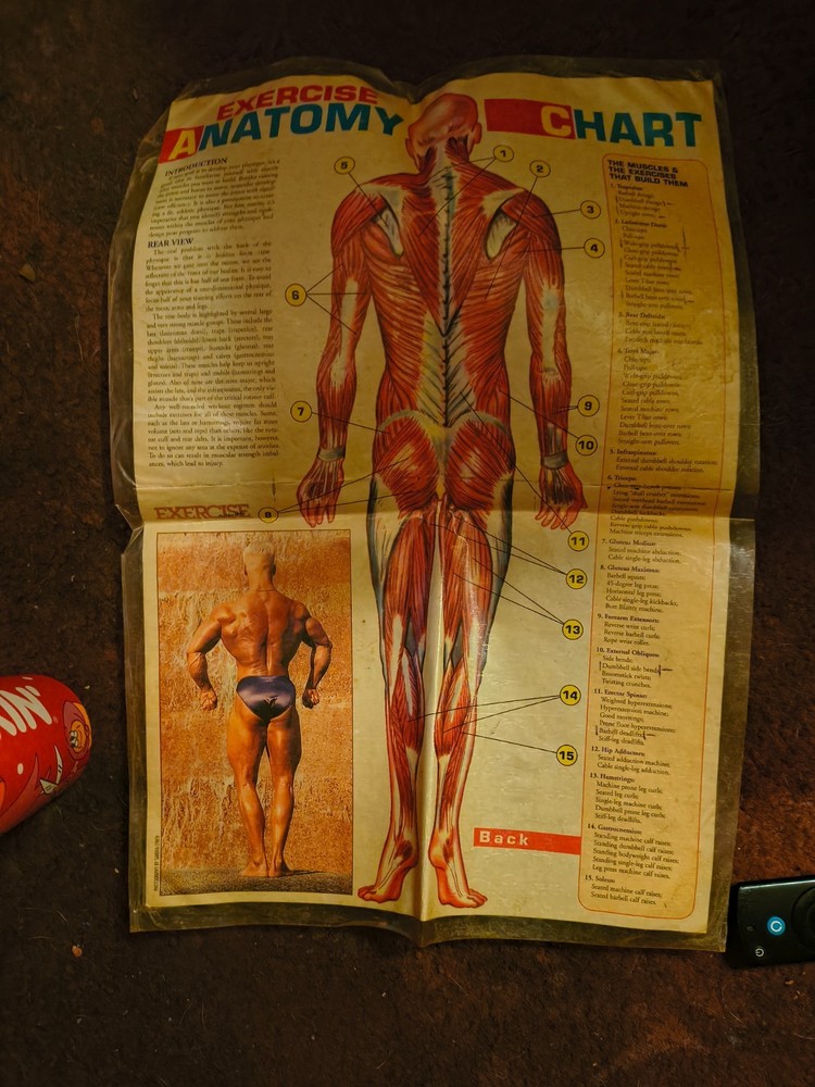 Vintage laminated exercise anatomy chart