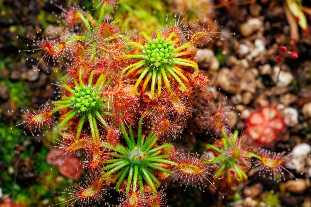 Drosera Scorpiode Gemmae