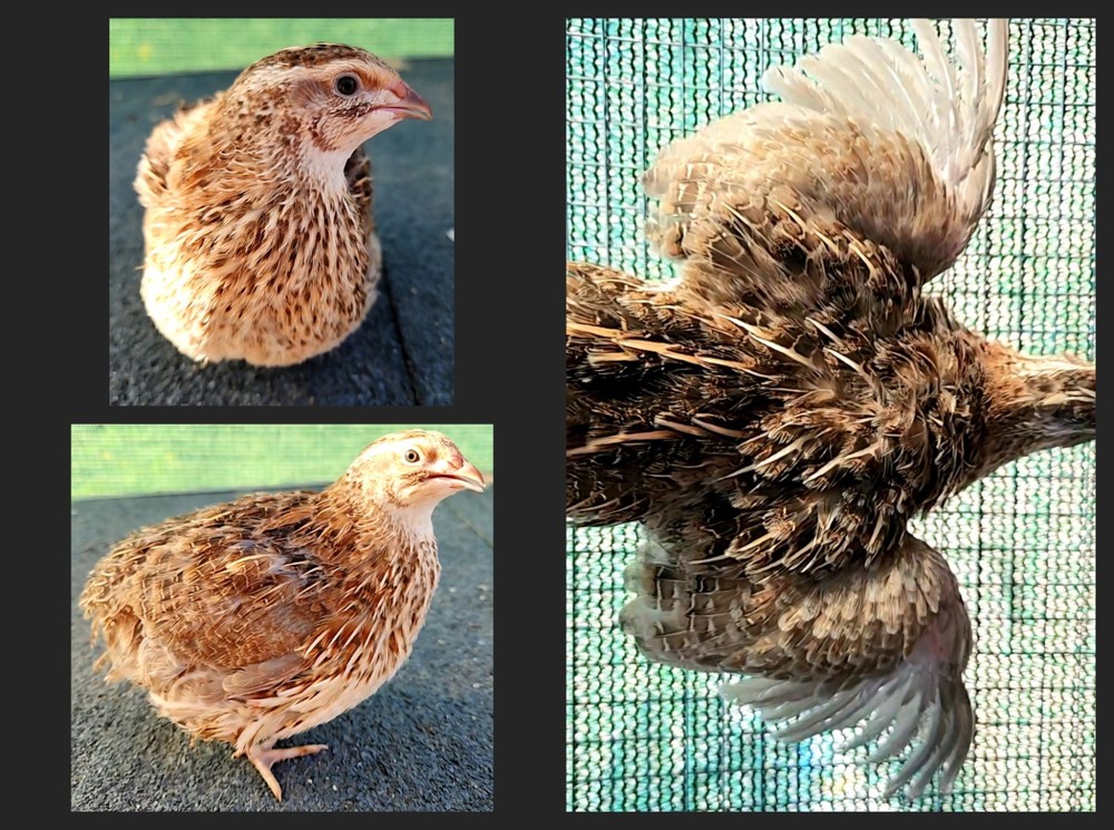 12+ Celadon Hatching Eggs