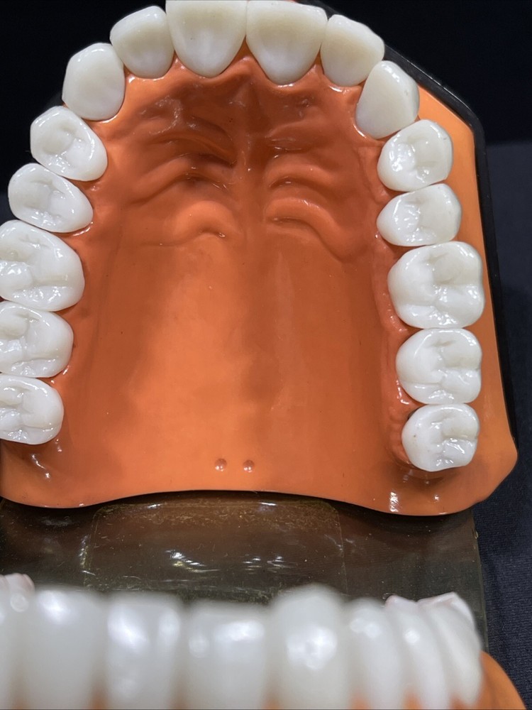 Columbia Dental Form Teeth Dentistry